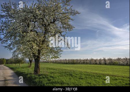Old flowering cherry tree (Prunus avium), on the right a young, flowering cherry orchard, Franconia, Bavaria, Germany, Europe Stock Photo