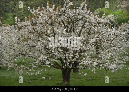 Blossoming cherry tree (Prunus avium), Franconia, Bavaria, Germany, Europe Stock Photo