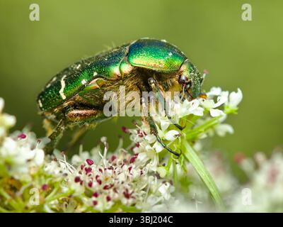 Side View Of A Green Rose Chafer Beetle, Cetonia aurata, Showing Its Metallic Shell Feeding On Flowers Of The Poisonous Hemlock Water Dropwort, Oenant Stock Photo