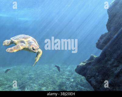 Sea turtle gliding through the ocean, sunlight streaming through water near rocks, Chelonia mydas (Green Sea Turtle) . La Reunion, France, Europe Stock Photo