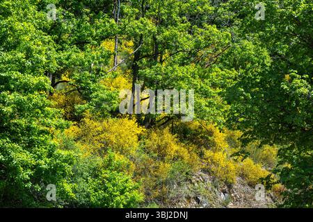 A vibrant landscape featuring lush green trees interspersed with bright yellow foliage, creating a striking contrast. The scene captures the beauty of Stock Photo