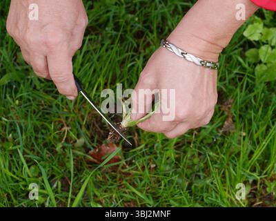 Person is cutting a plant with a pair of scissors Stock Photo