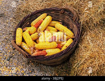 Raw dry corn cobs inside rattan basket on hay stack Stock Photo