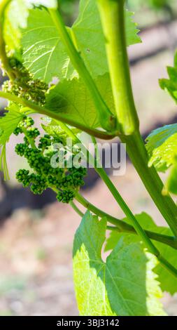 Close-up of young, developing grapes on a sunlit grapevine Stock Photo