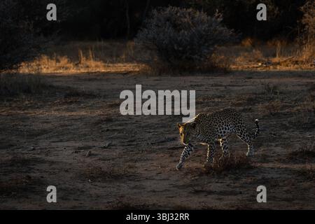 A female leopard stalks prey in the afternoon light Stock Photo