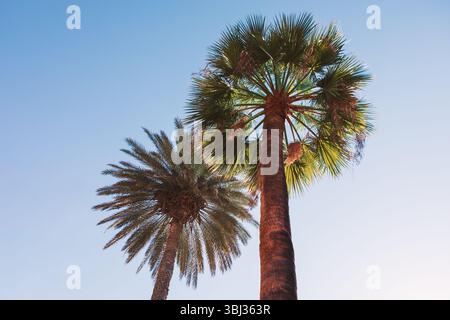Two tall palm trees against blue sky, viewed upward, showcasing their height. Robust trunk with lush fronds, other thinner and faded, highlighting div Stock Photo