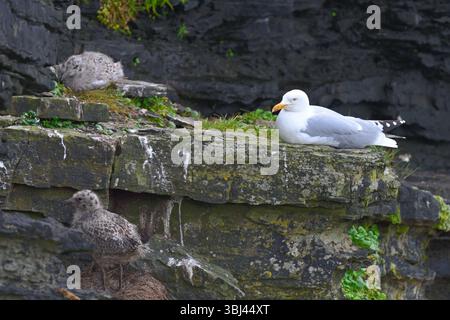 Herring gull, Larus argentatus and chicks nesting on cliff UK June Stock Photo