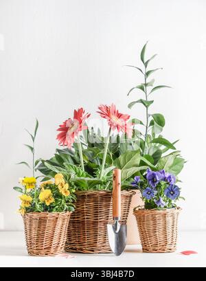 Gardening setting with potted blooming flowers in wooden plant pots and garden shovel on white table at wall background. Various colorful flowers with Stock Photo