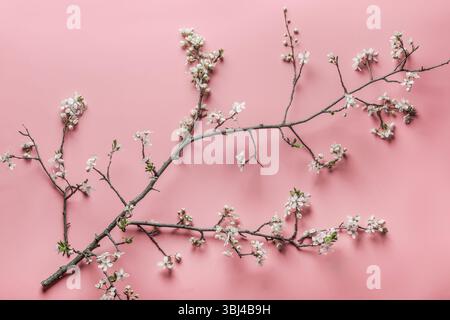 Top view of seasonal pink and white heather flowers Stock Photo - Alamy