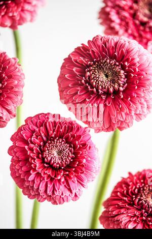Close up of pink flowers with green stems at white background. Floral setting. Front view. Stock Photo