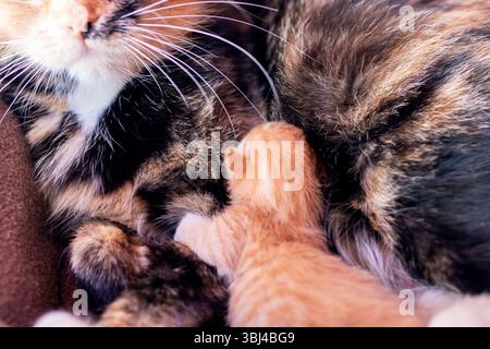 A cat and its two adorable kittens are peacefully laying next to each other in a comfortable spot, enjoying each others warmth and presence Stock Photo