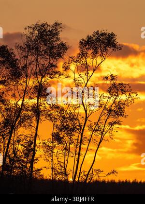 The sun setting behind trees in Wykeham, Yorkshire, UK. Stock Photo