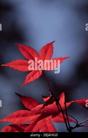 Red maple leaves in the sunlight against a blue sky in autumn fall Stock Photo