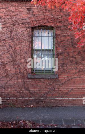 Creeper plant on brick wall with window and red fall leaves urban Stock Photo
