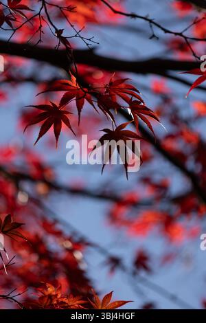 Moody red maple leaves hanging from branch with blue sky in fall Stock Photo