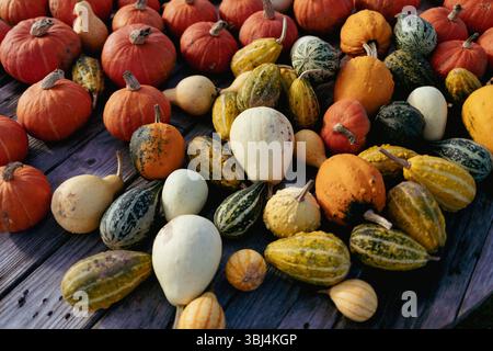 Overhead view of colorful miniature pumpkins on table Stock Photo
