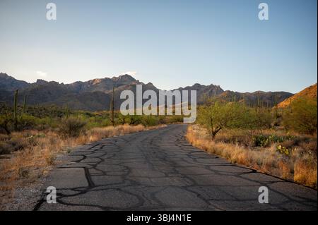Winding Road Through Saguaro Desert at Dusk Stock Photo