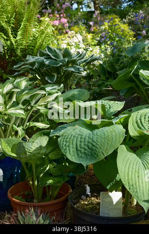 In June, a bank of pot grown Hostas adding colour to the North Yorkshire smallholding garden at 900ft Stock Photo