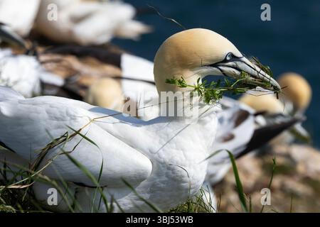 All through the nesting period Gannets will continue to collect fresh vegetation to place in the nest. This will help prevent fouling the plumage Stock Photo