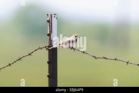 A Vesper Sparrow (Pooecetes gramineus) perched on a barbed wire fence post amidst a blurred green background. Stock Photo
