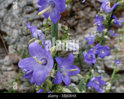 Chimney bellflower (Campanula pyramidalis) flowering on a limestone slope by an old castle, Novigrad, Zadar county, Croatia, September 2024. Stock Photo
