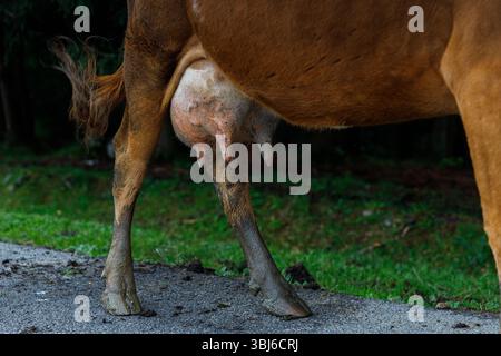 The image showcases a cow, focusing on its udder and hind leg against a backdrop of natural greenery and an asphalt surface, capturing the essence of Stock Photo