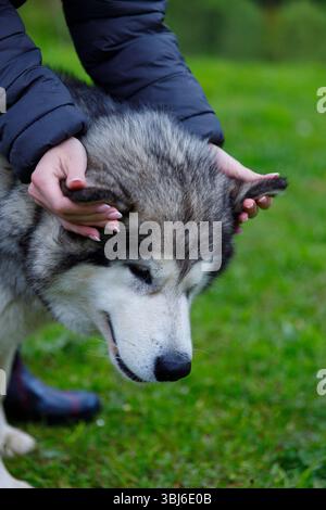The image showcases a serene moment between a person and an Alaskan Malamute dog, with the handler lovingly holding its ears, symbolizing affection in Stock Photo