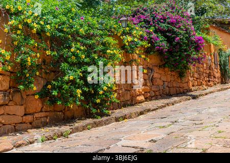 Stone wall beside a sidewalk in Barichara, Colombia, covered with vibrant fuchsia bougainvillea and blooming yellow allamanda flowers. Stock Photo