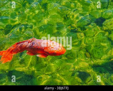 Striking red-orange fish gliding effortlessly through crystal-clear waters, resembling a fiery presence beneath the surface. Its vibrant colors contrast beautifully with the lush green surroundings Stock Photo