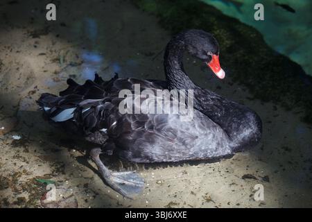 A Beautiful black swan bird with its red beak sitting inside the water. Stock Photo