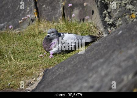 Rock Dove/Feral Pigeon (Columba livia) Lying Down in the Sun, Middle of Image, in Left-Profile, in Short Grass Between Coastal Rocks, on Isle of Man Stock Photo