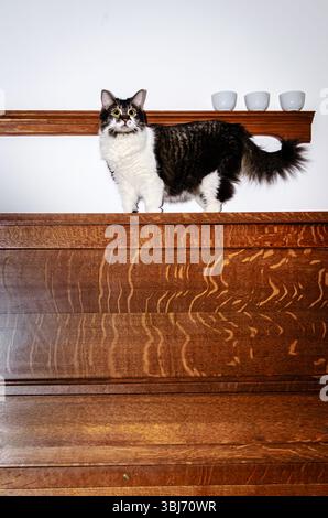 Front view of a house cat caught on top of an upright antique piano against a white wall with3 matching cups on a pine shelf Stock Photo