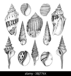 Sea Shell Collection. Black and white hand-drawn illustrations of sea shells. Isolated on white background. Ideal for design and creative use. Stock Photo