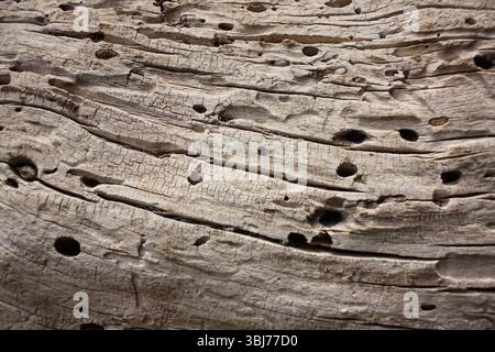Close up wood texture for background. Natural tree, wood relief, wood structure, stripes on wood, termite track. Stock Photo