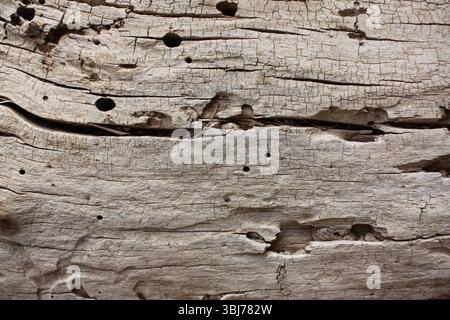 Close up wood texture for background. Natural tree, wood relief, wood structure, stripes on wood, termite track. Stock Photo