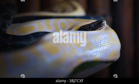 Albino Burmese python coiled in soft low light, a dramatic close-up reptile image showing pale yellow patterned scales and exotic snake features Stock Photo
