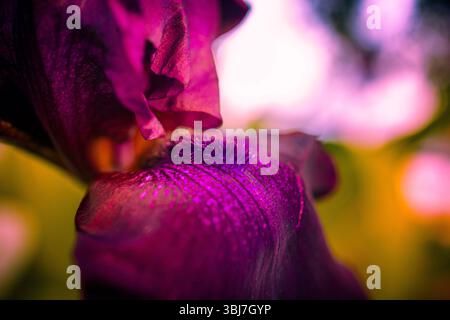 The lurid purple flower of a 'taboo' iris in late afternoon golden light. Focus is on the flower beard. Vibrant purple colors. Stock Photo