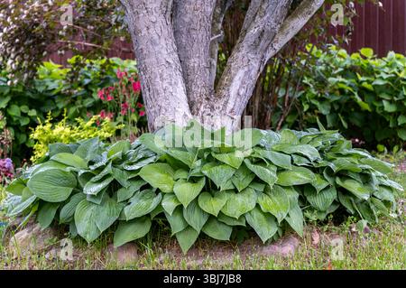 Vibrant hosta plant with large green leaves growing in dense clumps at the base of a tree trunk in a shaded garden. Stock Photo