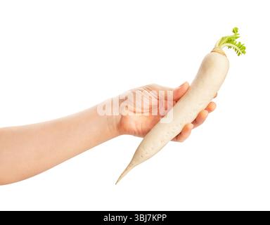 daikon radish in hand path isolated on white Stock Photo