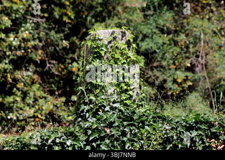 Hedera helix, also called common ivy or English ivy, climbs an aged stone post with glossy green, lobed leaves, forming dense ground cover in a shaded Stock Photo