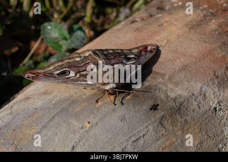 A moth on a clay roof tile Stock Photo