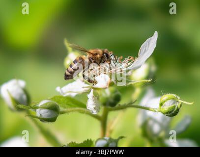 Honeybee on a flower with blurred background Stock Photo