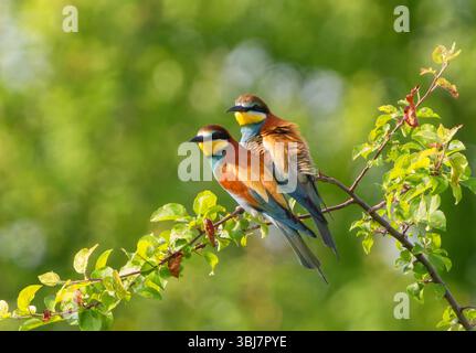 Two vividly feathered bee-eaters perched together on a summer tree Stock Photo