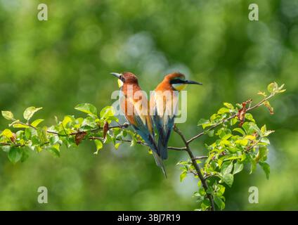 Pair of European bee-eaters sitting back-to-back on a branch in summer Stock Photo