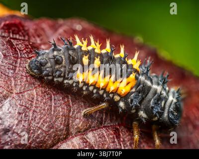 Closeup shot of ladybug larva against a vibrant textured background Stock Photo