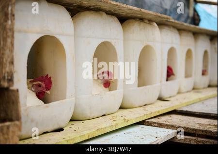 Chickens laying and resting within customized nesting boxes made from repurposed plastic containers, highlighting sustainable farming practices and ef Stock Photo