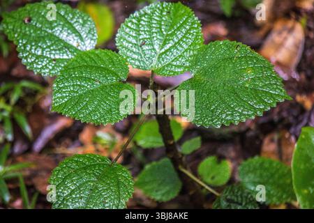 Gympie-gympie, also known as suicide plant, in the rainforest of Atherton  tablelands, Queensland Stock Photo - Alamy