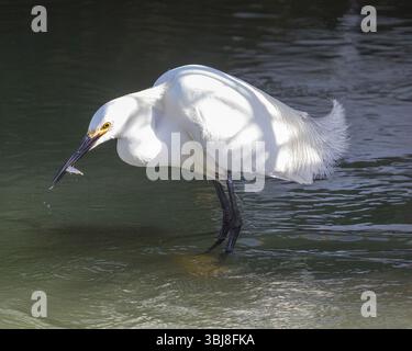 Snowy Egret Caught Fish. Sunnyvale Baylands, Santa Clara County, California, USA. Stock Photo