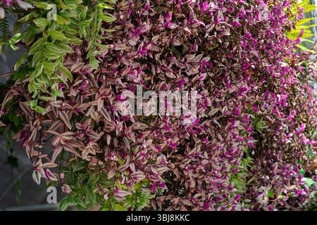 Bouganvilla flowers in purple and yellow colour blooming in the garden. Stock Photo