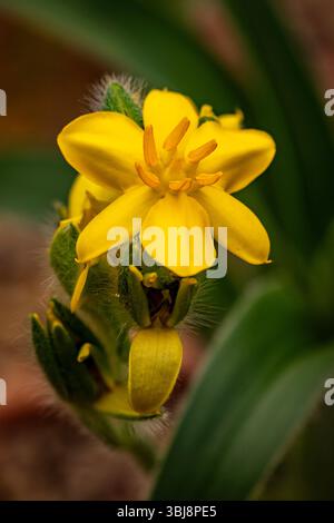 natural close up flowering plant portrait of the darling Hypoxis Hemerocallidea. attention-getting, beautiful, blooming, blushing, bold, traditional Stock Photo